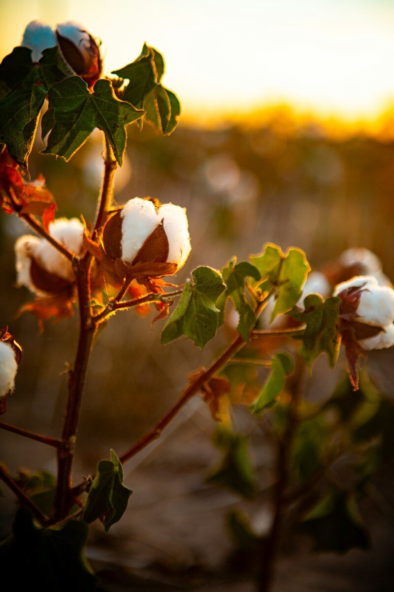 A cotton plant in a field with the sun in the background